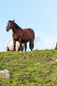 漂亮的马字摄影照片_安道尔卡尼略田野马匹乡村舞台