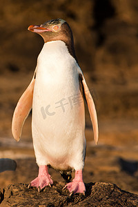 鳍状物摄影照片_成年新西兰黄眼企鹅或岸上的 Hoiho