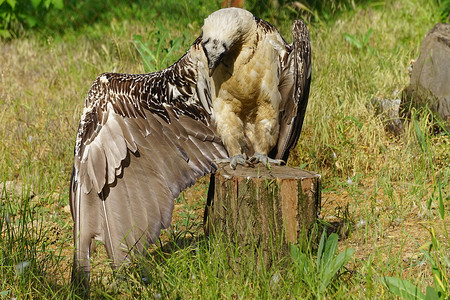翅膀大翅膀摄影照片_自然背景中一只大猛禽的肖像