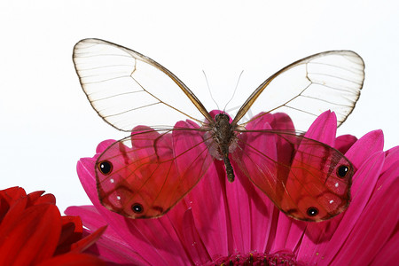 蝴蝶粉色背景摄影照片_非洲菊上的蝴蝶