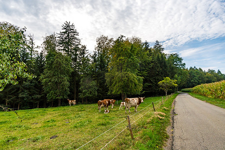 在康斯坦茨湖的 Sipplingen 和 Uberlingen 附近进行美妙的秋季徒步旅行