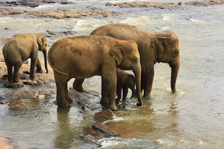 印度大象家族