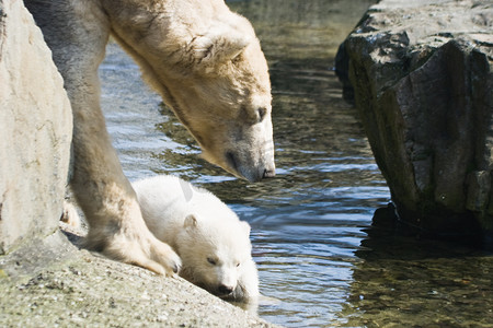 熊妈妈和熊宝宝摄影照片_北极熊——妈妈和宝宝