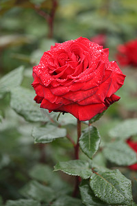 红玫瑰花卉植物