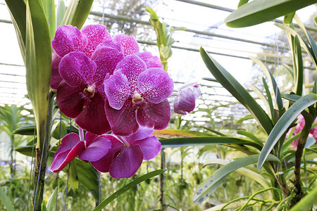 兰花鲜花摄影照片_兰花