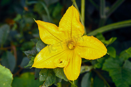 南瓜花摄影照片_户外黄色花园南瓜。纹理或背景