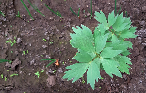 生长在庭院里的独活草药用植物