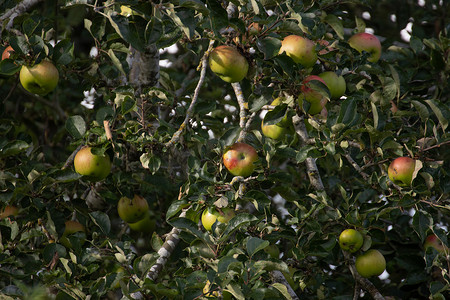 苹果树和苹果准备在午后的阳光下采摘