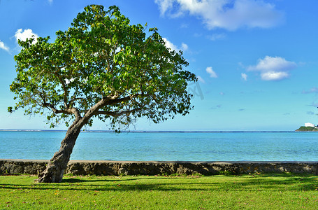 夏威夷图摄影照片_大海前的树