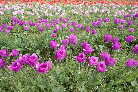 春天郁金香花摄影照片_一排排粉色和紫色的郁金香花