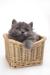 灰棕色摄影照片_小灰猫，可爱的宠物多彩主题