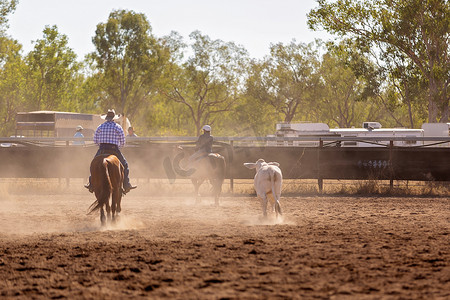 骑牛摄影照片_Camp Draft 活动，围捕牛 - 澳大利亚独有