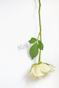 一朵白玫瑰