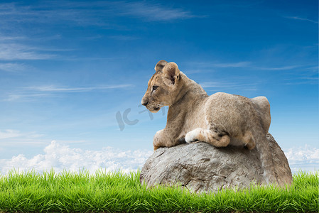 小狮子坐在岩石上