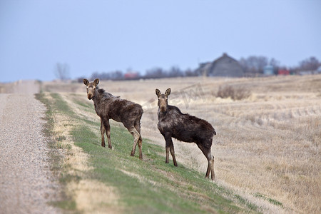 母牛和小牛摄影照片_加拿大萨斯喀彻温省草原的母牛和小牛驼鹿