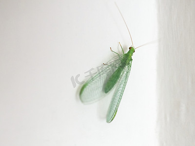 绿色草蛉昆虫动物 (Chrysopa carnea)