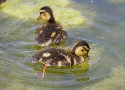 两只可爱的小鸭子一起游泳
