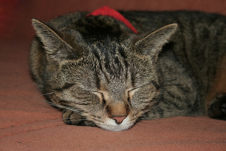 一只熟睡的猫的肖像