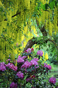 粉色杜鹃摄影照片_有杜鹃花丛和金链树的美妙公园