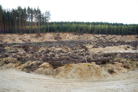 森林砍伐森林灾害改变气候全球变暖问题砍伐松树谎言采砂。