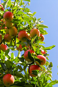 红色树叶的树摄影照片_树上的苹果