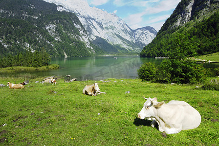 奶牛和国王湖