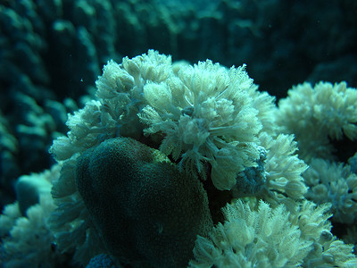 珊瑚礁上的深海海葵