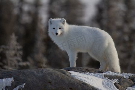 北极狐或 Vulpes Lagopus 穿着白色冬衣，背景是树木，看着相机