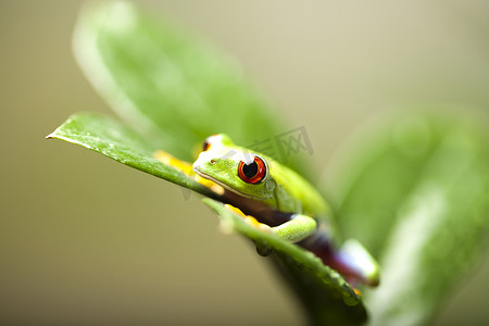 绿色小青蛙摄影照片_在五颜六色的背景的红眼睛的青蛙绿树