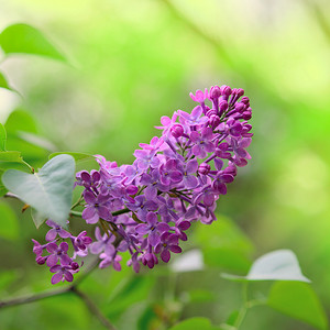 绿色背景上的春天紫色丁香花