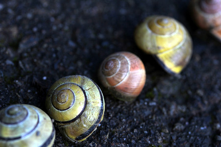 蜗牛屋摄影照片_不同的蜗牛屋