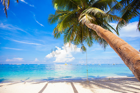 夏天沙滩大海背景摄影照片_在沙滩背景蓝天的可可椰子树