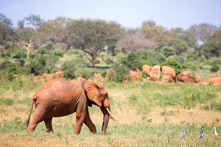 一头红色大象在肯尼亚的大草原走