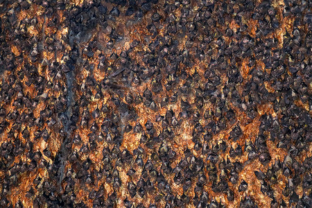 蝙蝠群摄影照片_蝙蝠群挂在洞穴的天花板上。 