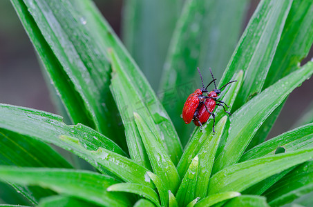 猩红色的百合甲虫在露水的植物叶子上交配