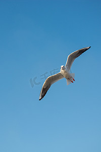 海鸟摄影照片_以天空为背景的单只海鸟海鸥在天空中飞翔