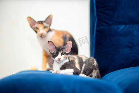 沙发上坐着两只毛茸茸的三色斯芬克斯猫。