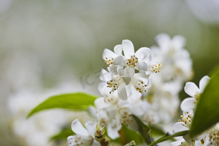 茉莉花