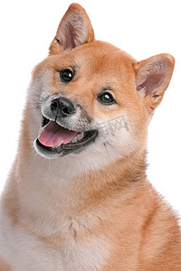 在白色背景前的 Shiba Inu 狗