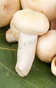 绿色蘑菇或绿色木耳（Russula virescens Fr.）