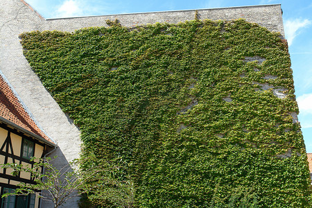 常春藤覆盖的房子的墙壁