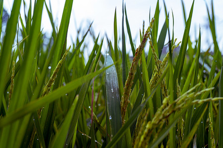 稻田绿色水稻秸秆与露珠。