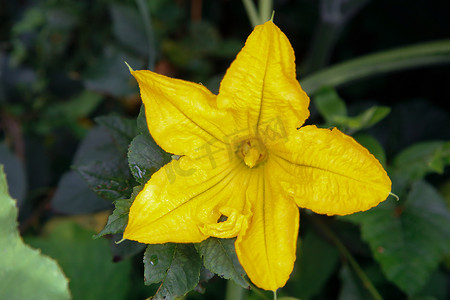 花园里开花的黄色南瓜。质地或背景