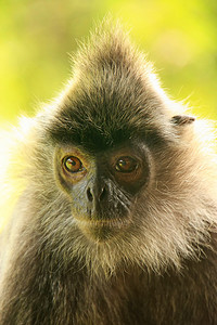 银叶猴，西必洛，婆罗洲，马来西亚