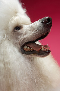 白色贵宾犬的特写，在粉红色的背景下望向别处