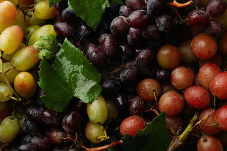 整个背景中新鲜成熟的葡萄，特写