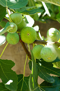 花食物摄影照片_无花果树