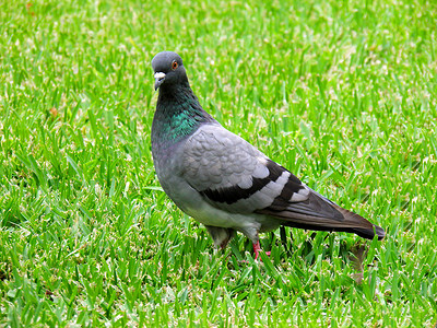 柱形背景摄影照片_寻找食物的鸽子在绿草背景中