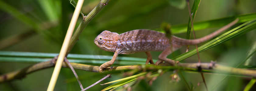 马达加斯加岛热带雨林中的小变色龙