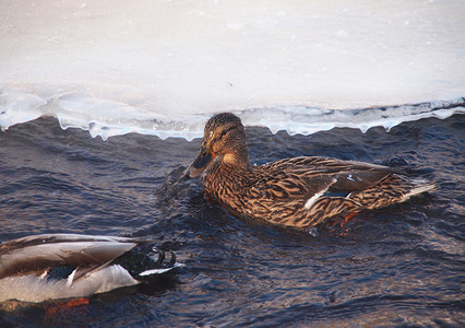 寒风凌冽摄影照片_寒风中河边的野鸭